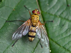 Dexiosoma caninum - Tachinid Fly - parasitfluga