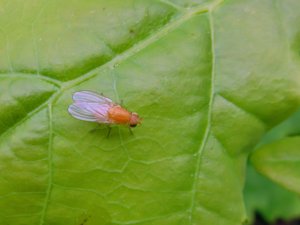 Meiosimyza - Lauxaniid Fly - lövfluga