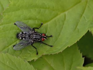 Sarcophaga - Flesh Fly - köttfluga
