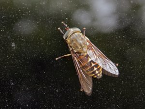Tabanus bovinus - Pale Giant Horse-fly - fäbroms