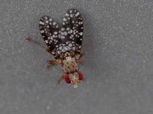 Tephritis conura - Melancholy Thistle Fly