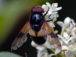 Volucella pellucens - Pellucid Fly - fönsterblomfluga
