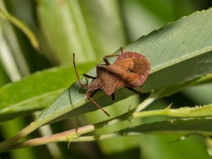 Coreus marginatus - Dock Bug - stort kantstinkfly