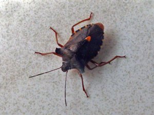 Pentatoma rufipes - Forest Bug - rödbent bärfis