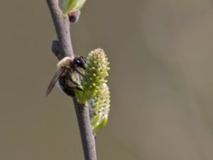 Andrena - Mining Bee - sandbi