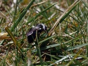 Andrena cineraria - Ashy Mining Bee - sobersandbi