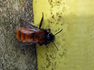 Andrena fulva - Tawny Mining Bee - glödsandbi