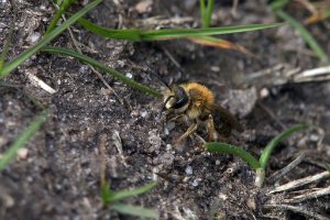Andrena haemorrhoa - Early Mining Bee - trädgårdssandbi