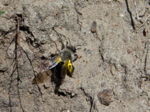 Andrena vaga - Grey Mining Bee - sälgsandbi