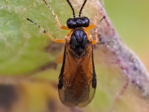 Athalia cordata - Bugle Sawfly