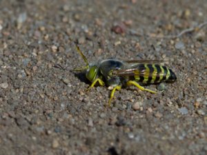 Bembix rostrata - Sand Wasp - läppstekel
