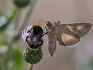 Bombus lucorum - White-tailed Bumblebee - ljus jordhumla