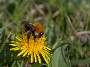 Bombus pascuorum - Common Carder Bee - åkerhumla