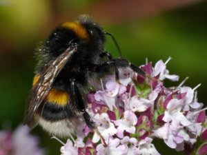 Bombus terrestris - Buff-tailed Bumblebee - mörk jordhumla