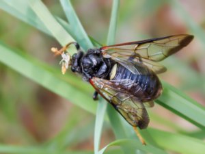 Cimbex femoratus - Birch Sawfly - stor klubbhornsstekel