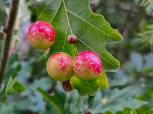 Cynips quercusfolii - Cherry Gall - ekäpplegallstekel