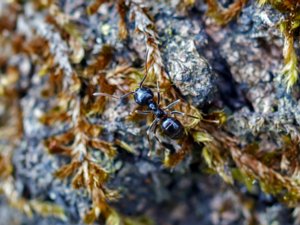 Lasius fuliginosus - Jet Ant - blanksvart trämyra