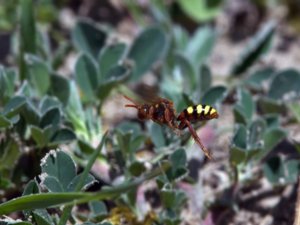 Nomada lathburiana - Lathbury's Nomad Bee - sälggökbi