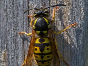 Vespula germanica - German Wasp - tyskgeting