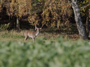 Dama dama - Fallow Deer - dovhjort