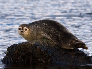 Phoca vitulina - Harbour Seal - knubbsäl