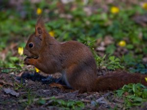 Sciurus vulgaris - Eurasian Red Squirrel - ekorre