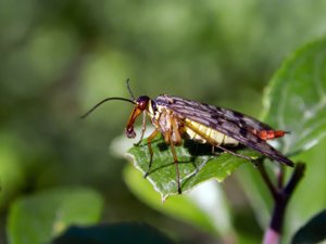 Panorpa communis - Common Scorpion Fly - vanlig skorpionslända