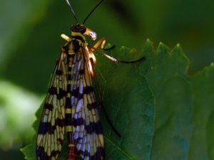 Panorpa vulgaris - Meadow Scorpionfly - mörkfläckad skorpionslända