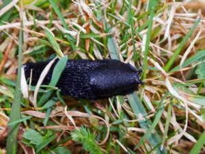Arion ater - Large Black Slug - svart skogssnigel