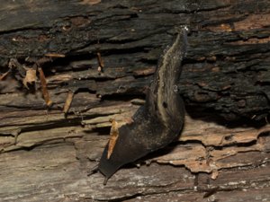 Limax cinereoniger - Ash-black Slug - gråsvart kölsnigel