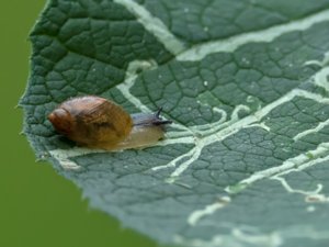 Succinea putris - Large Amber Snail - större bärnstenssnäcka