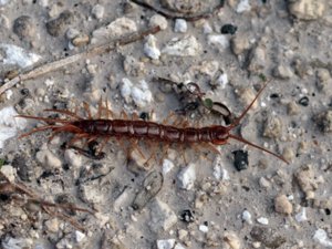 Lithobius forficatus - Brown Centipede - brun stenkrypare