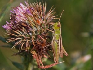 Chorthippus albomarginatus - Lesser Marsh Grasshopper - strandängsgräshoppa