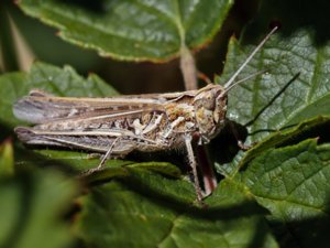 Chorthippus biguttulus - Bow-winged Grasshopper - slåttergräshoppa