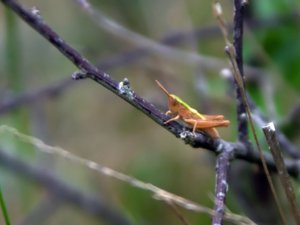 Chorthippus dorsatus - Steppe Grasshopper - sydängsgräshoppa