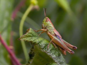 Chorthippus parallelus - Meadow Grasshopper - kortvingad ängsgräshoppa