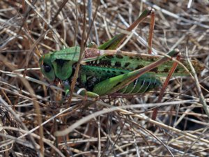 Decticus verrucivorus - Wart-biter Cricket - större vårtbitare