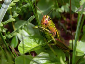 Stethophyma grossum - Large Marsh Grasshopper - kärrgräshoppa