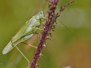 Tettigonia viridissima - Great Green Bush-cricket - grön vårtbitare