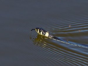 Natrix natrix - Grass Snake - vanlig snok