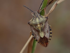 Hemiptera - halvvingar