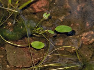 Luronium natans - Floating Water-plantain - flytsvalting