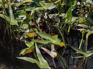 Sagittaria sagittifolia - Arrowhead - pilblad