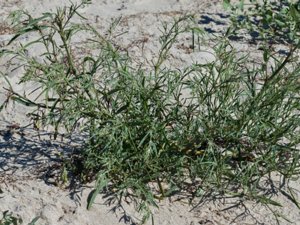 Atriplex littoralis - Grass-leaved Orache - strandmålla