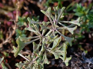 Atriplex pedunculata - Pedunculate Sea-purslane - saltmålla