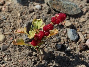 Blitum virgatum - Strawberry Goosefoot - bärmålla