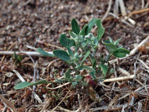 Chenopodium striatiforme - Small-leaved Fat-hen - östersjömålla