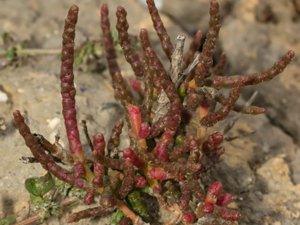 Salicornia europaea - Common Glasswort - glasört