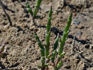 Salicornia procumbens - Long-spiked Glasswort - styv glasört