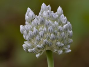 Allium ampeloprasum - Wild Leek - vild purjolök